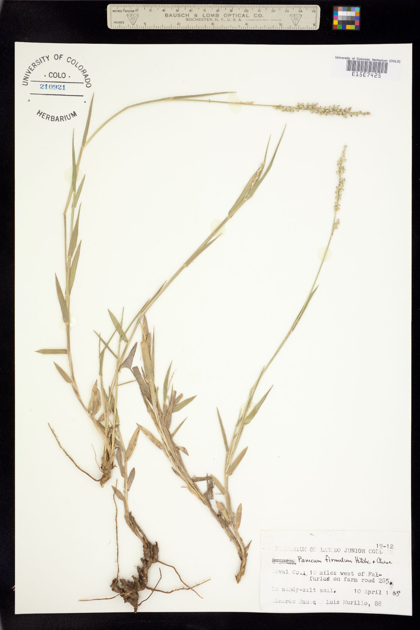 Setaria reverchonii ssp. firmula image