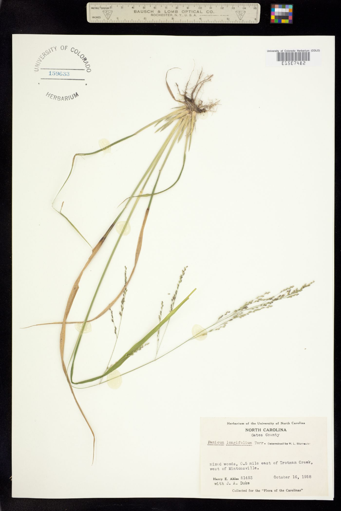Coleataenia longifolia ssp. longifolia image