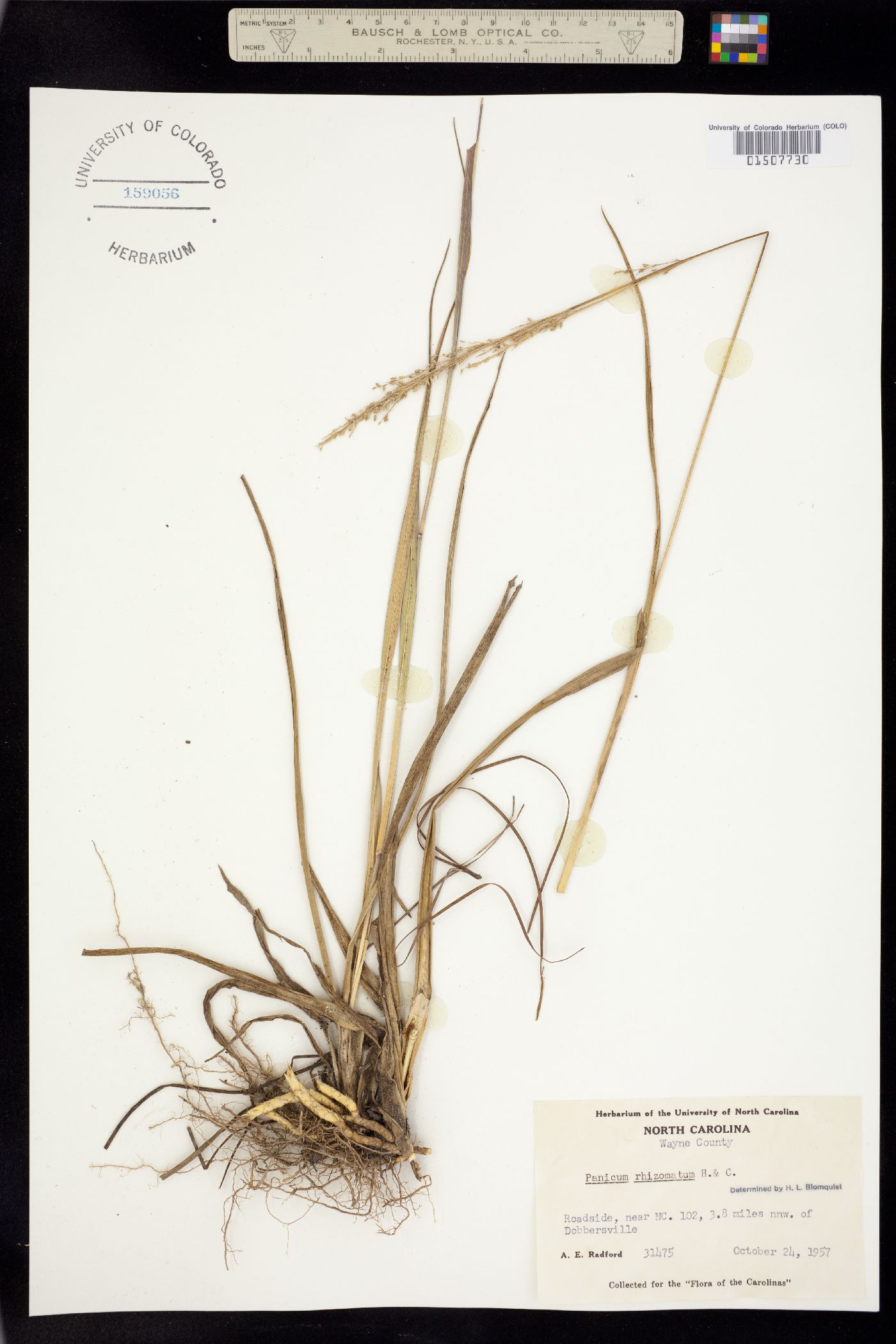 Coleataenia anceps ssp. rhizomata image