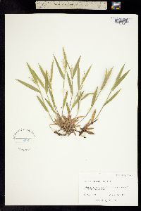 Image of Panicum chrysopsidifolium