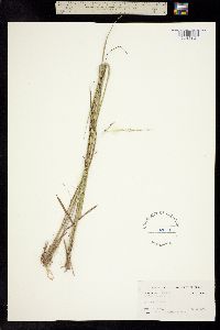 Image of Coleataenia tenera