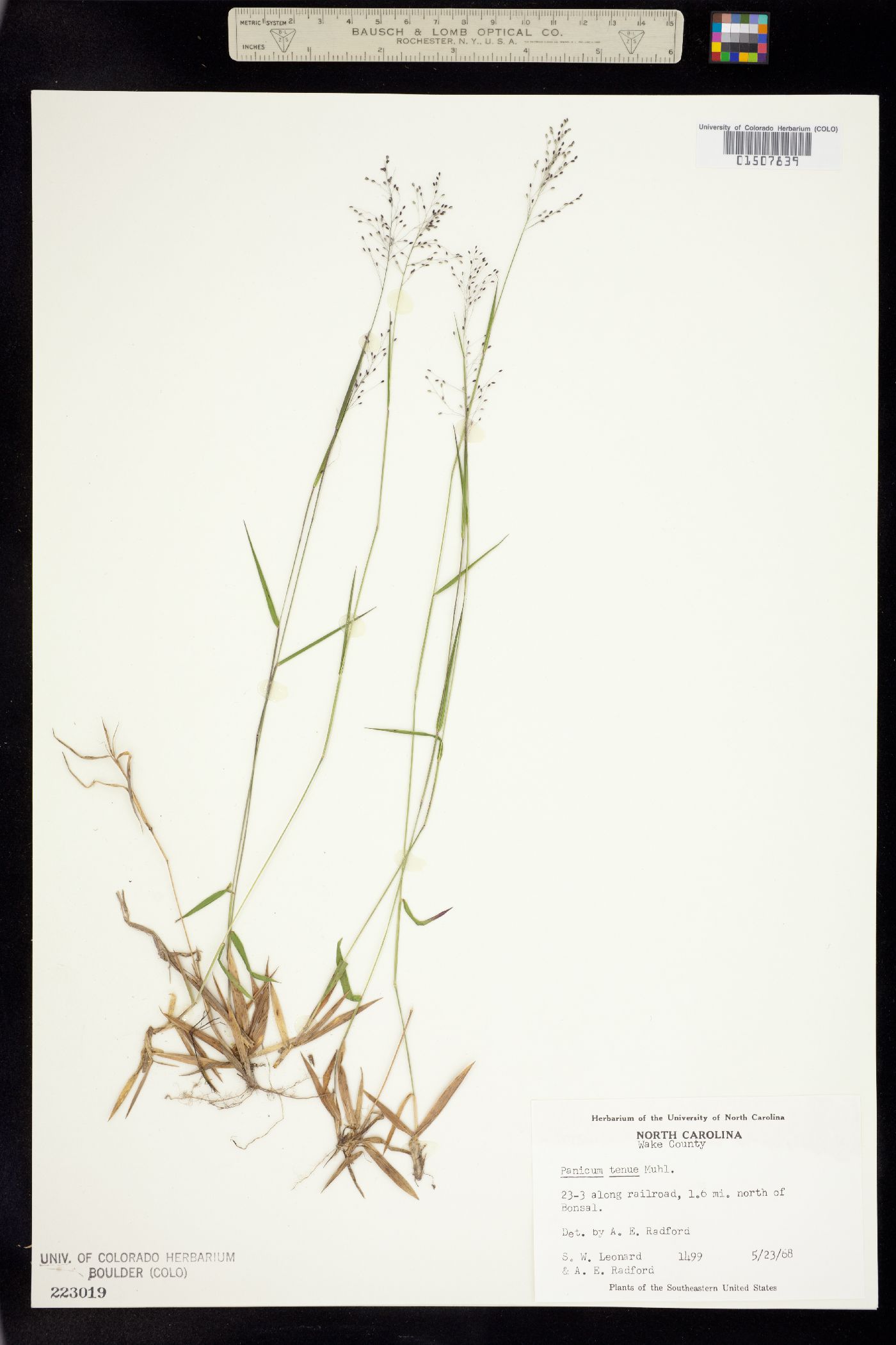 Dichanthelium dichotomum var. unciphyllum image