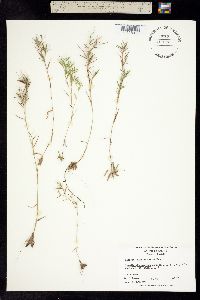 Dichanthelium acuminatum var. longiligulatum image