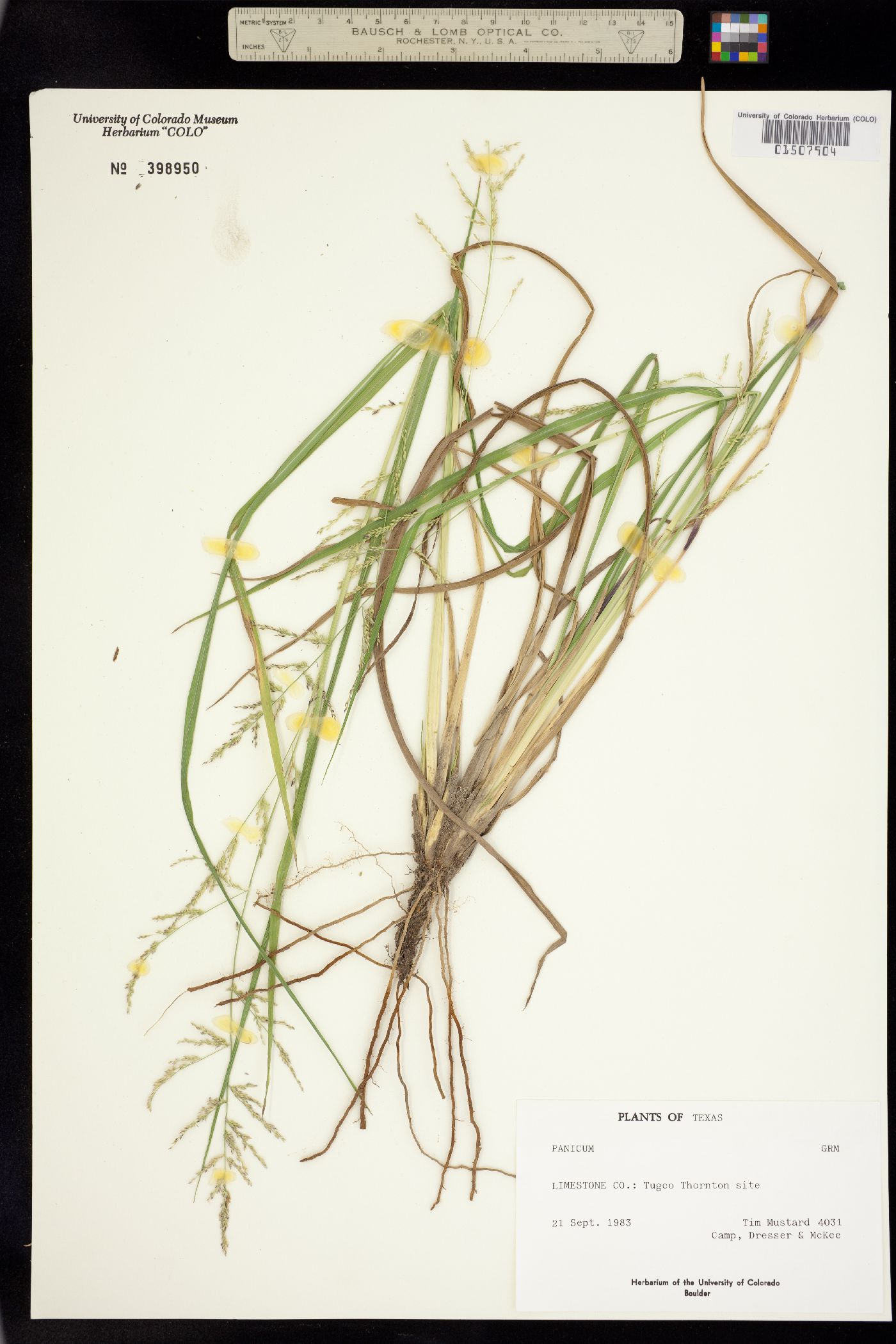 Panicum image