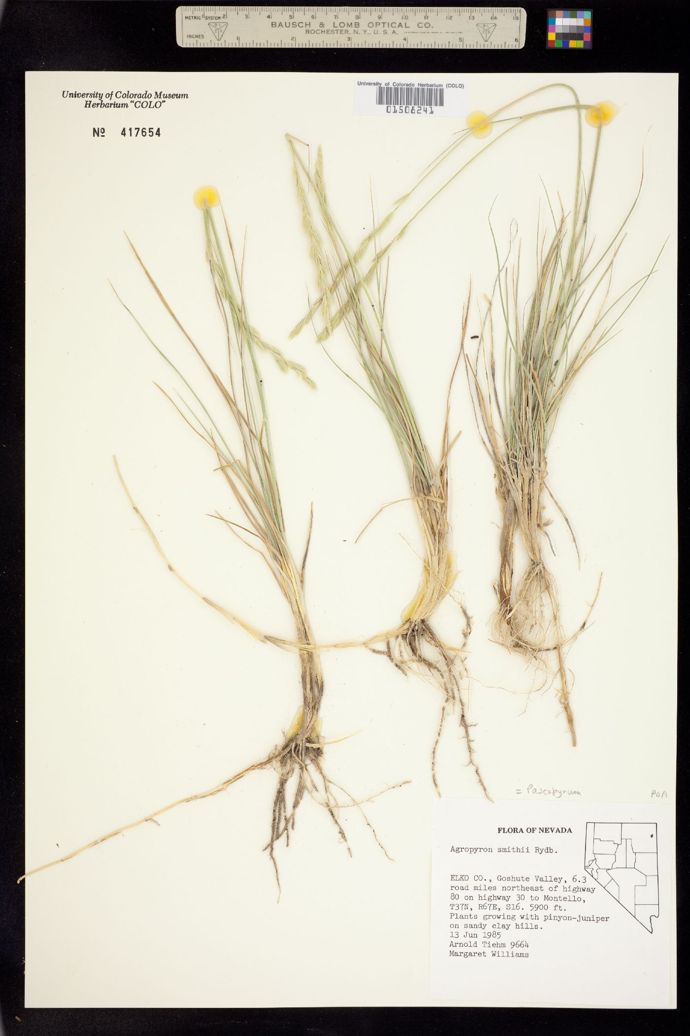 Pascopyrum smithii image