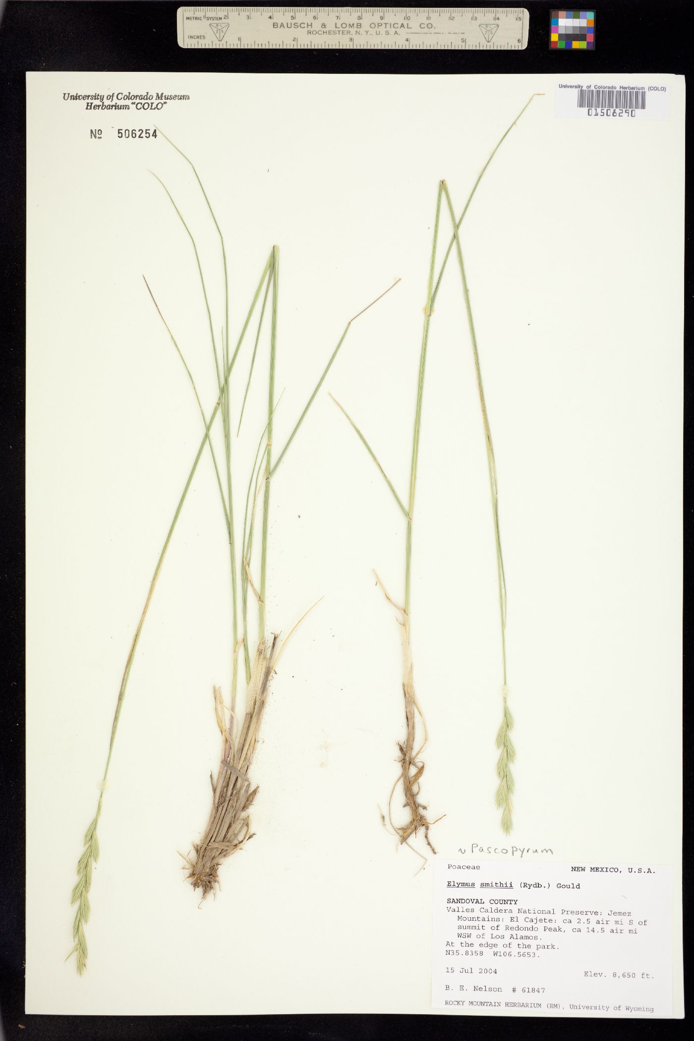 Pascopyrum smithii image