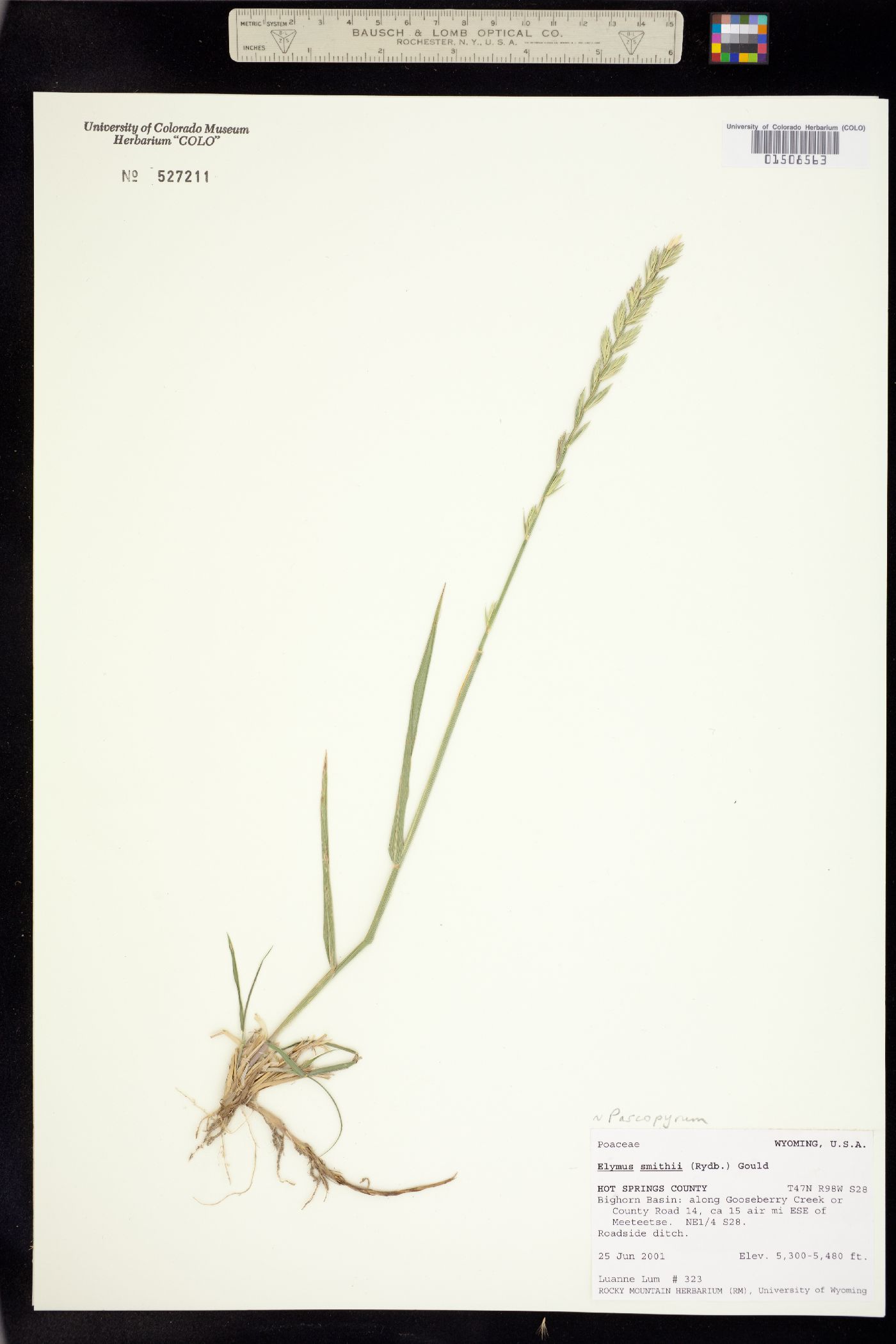 Pascopyrum smithii image