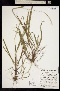 Paspalum setaceum var. ciliatifolium image