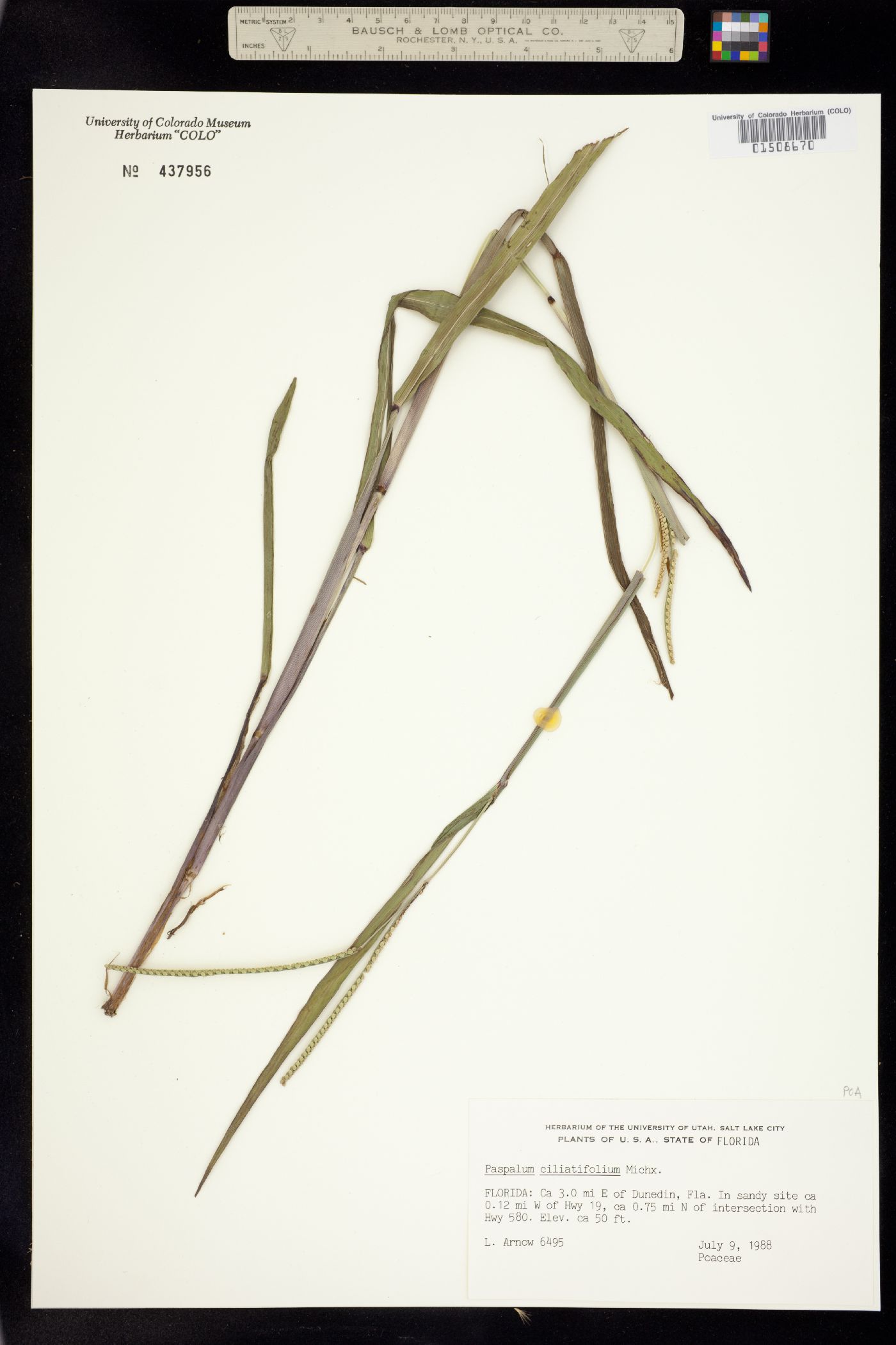 Paspalum setaceum image
