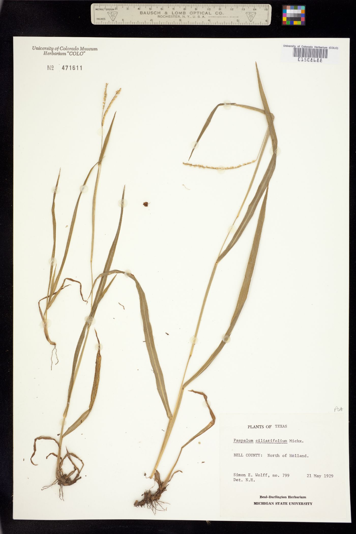 Paspalum setaceum image