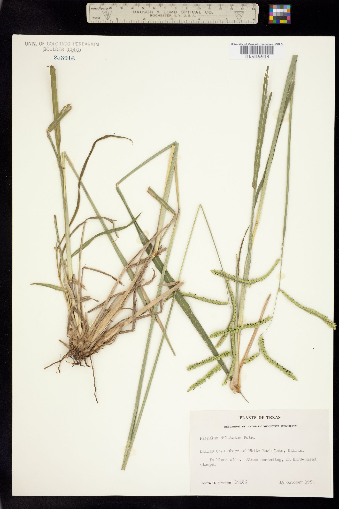 Paspalum dilatatum image