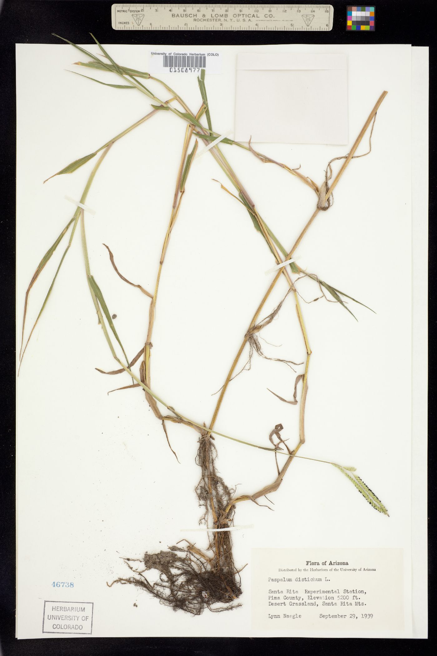 Paspalum distichum image