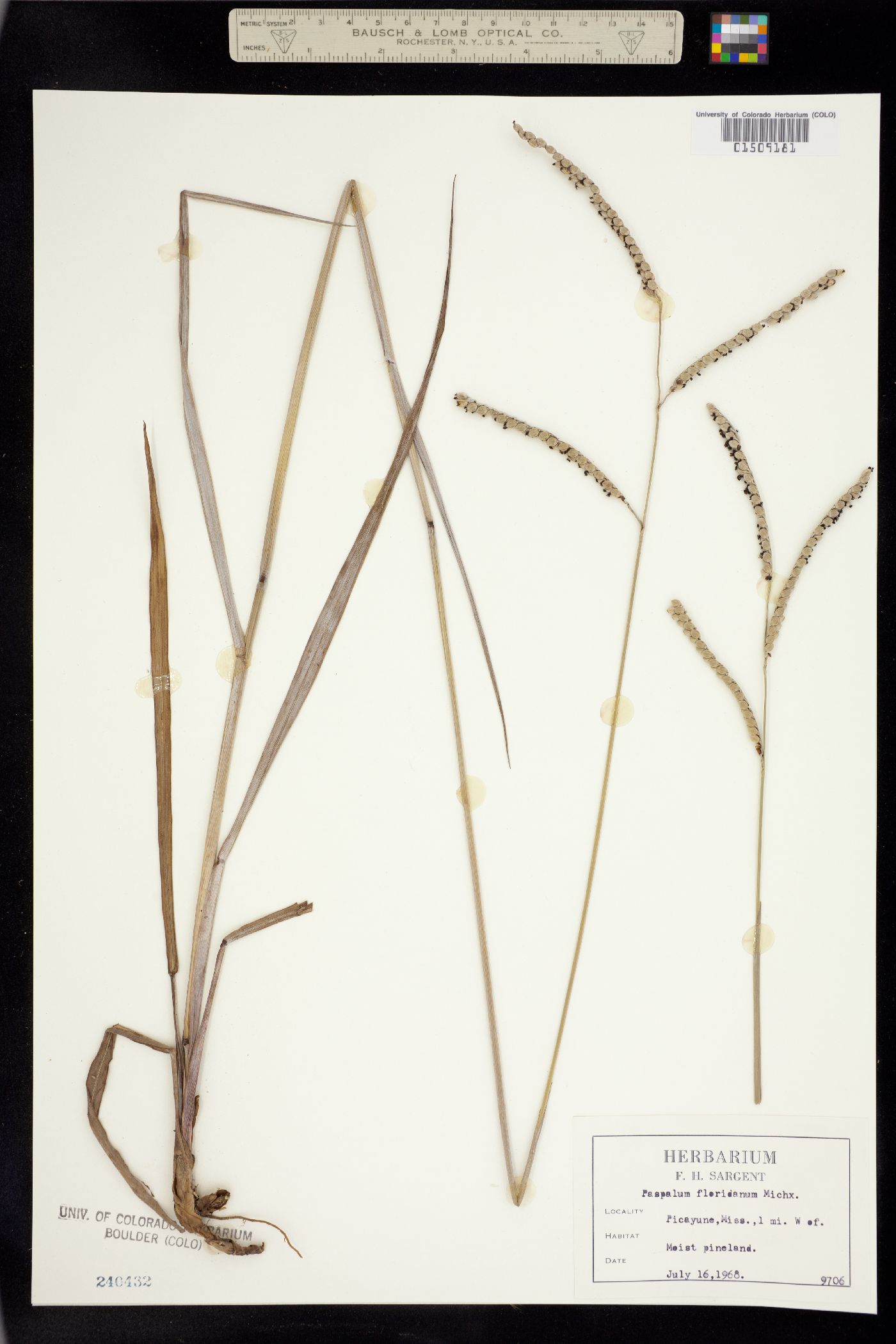 Paspalum floridanum image