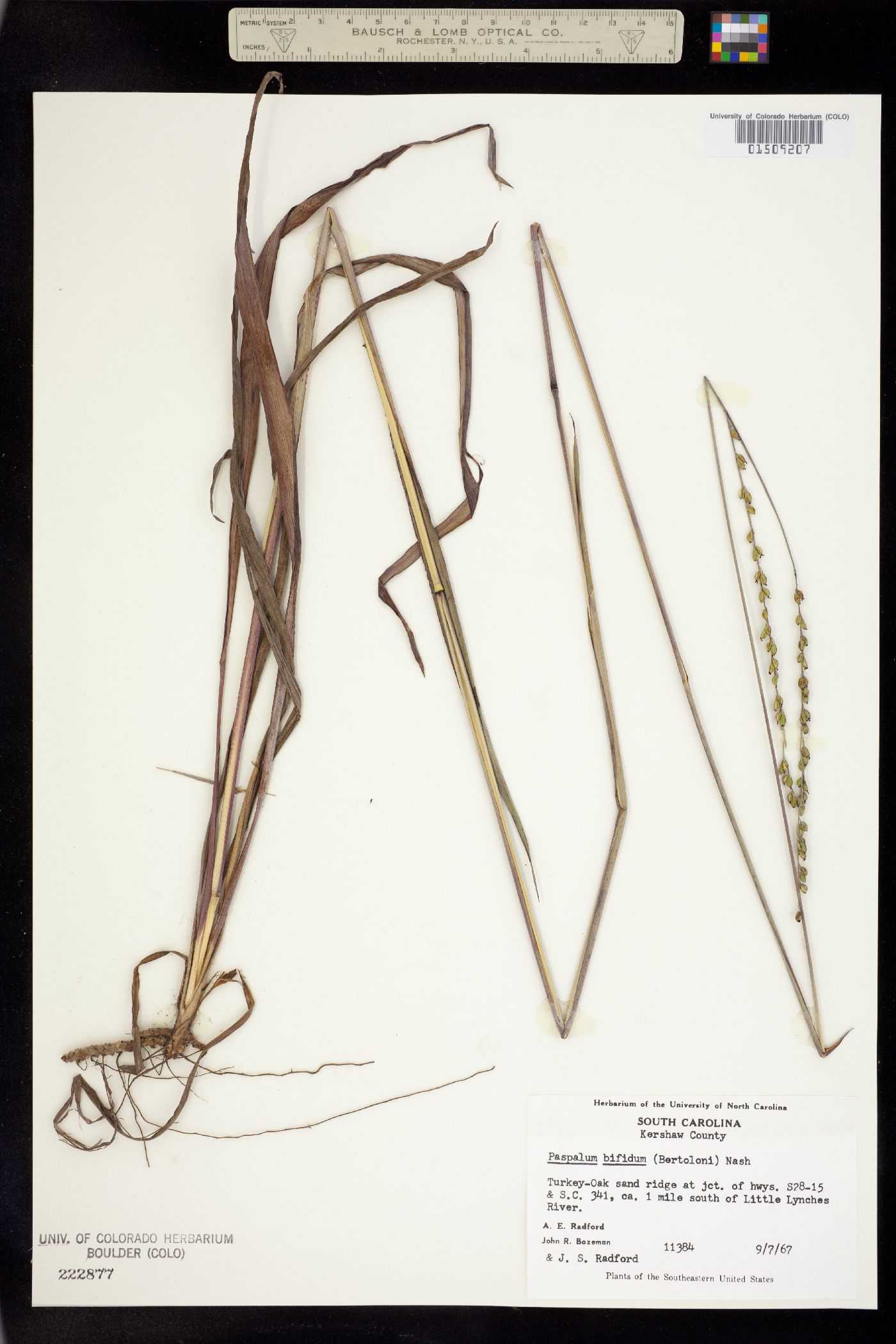 Paspalum floridanum image