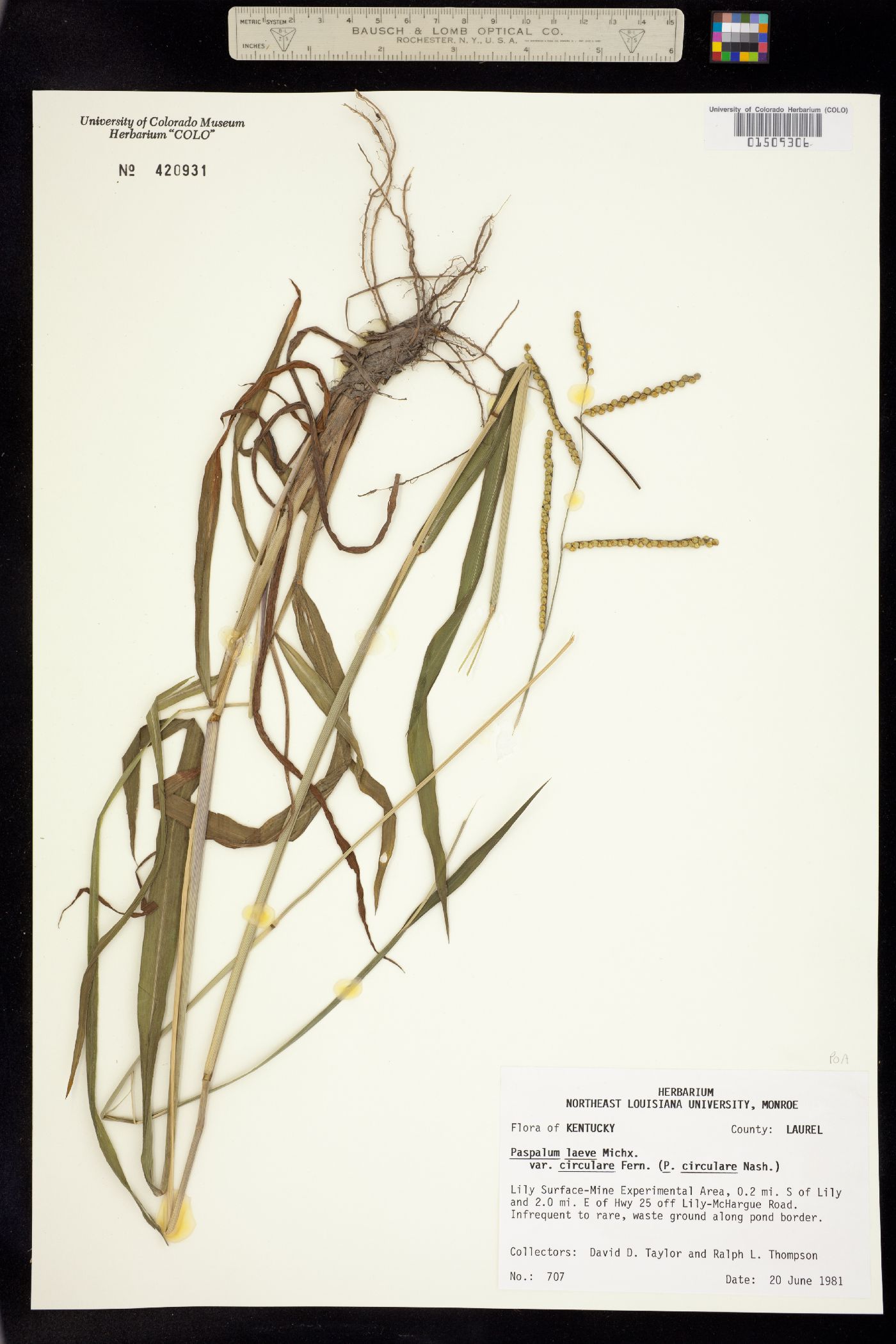 Paspalum laeve image