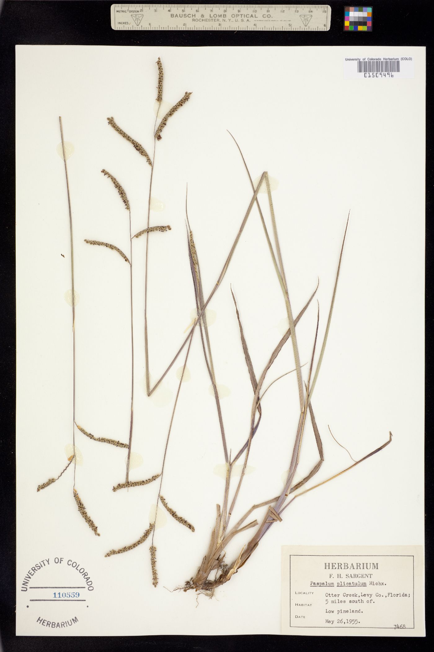 Paspalum plicatulum image