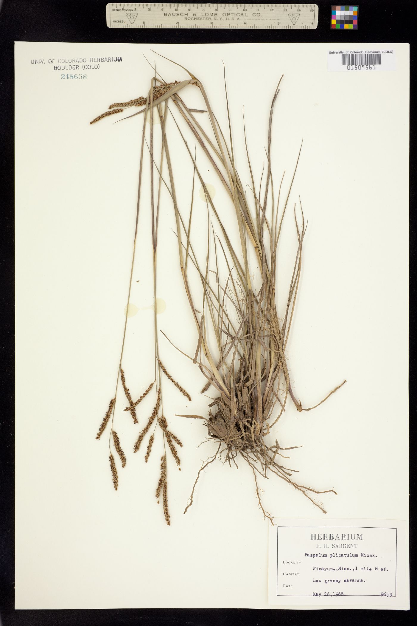 Paspalum plicatulum image