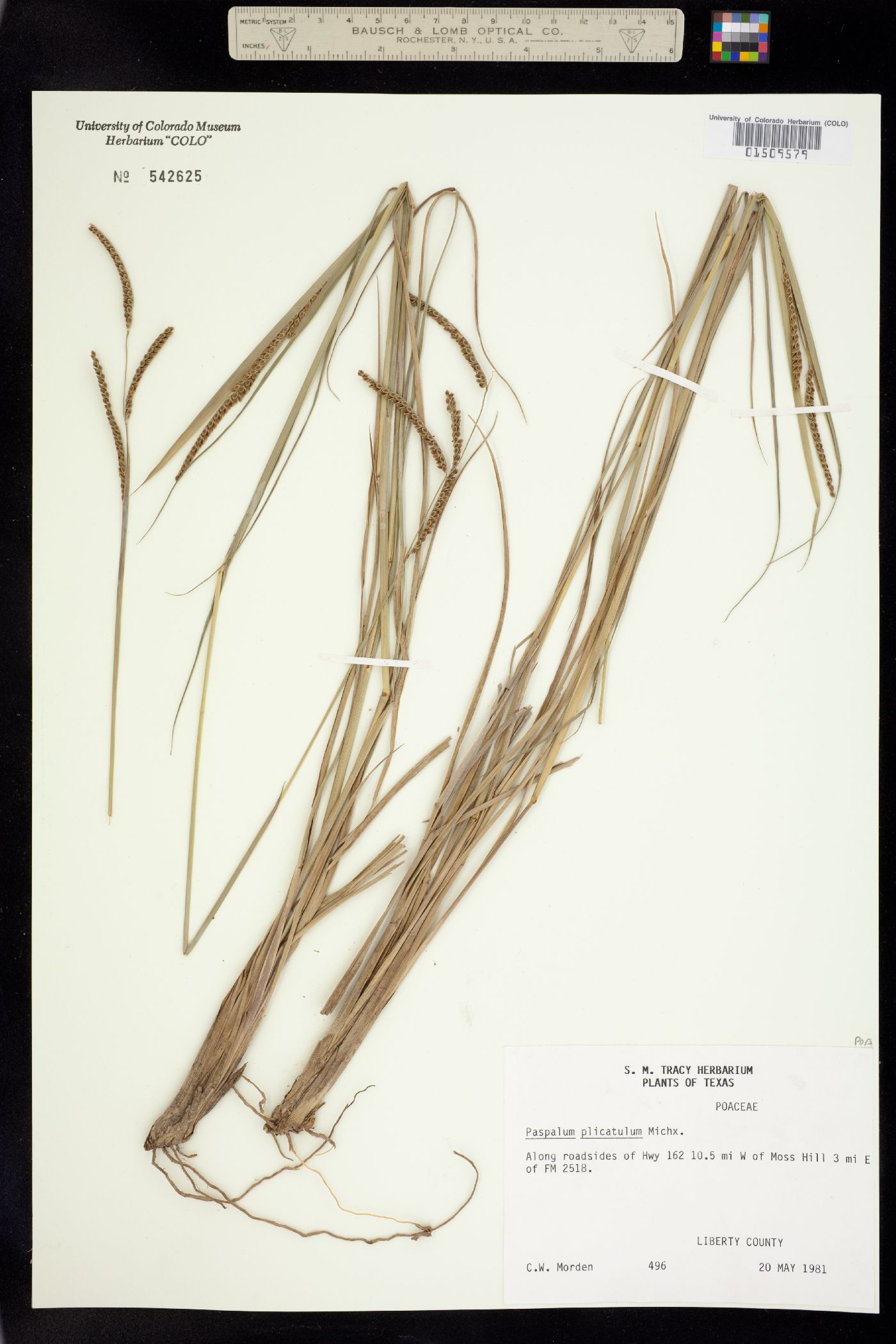 Paspalum plicatulum image