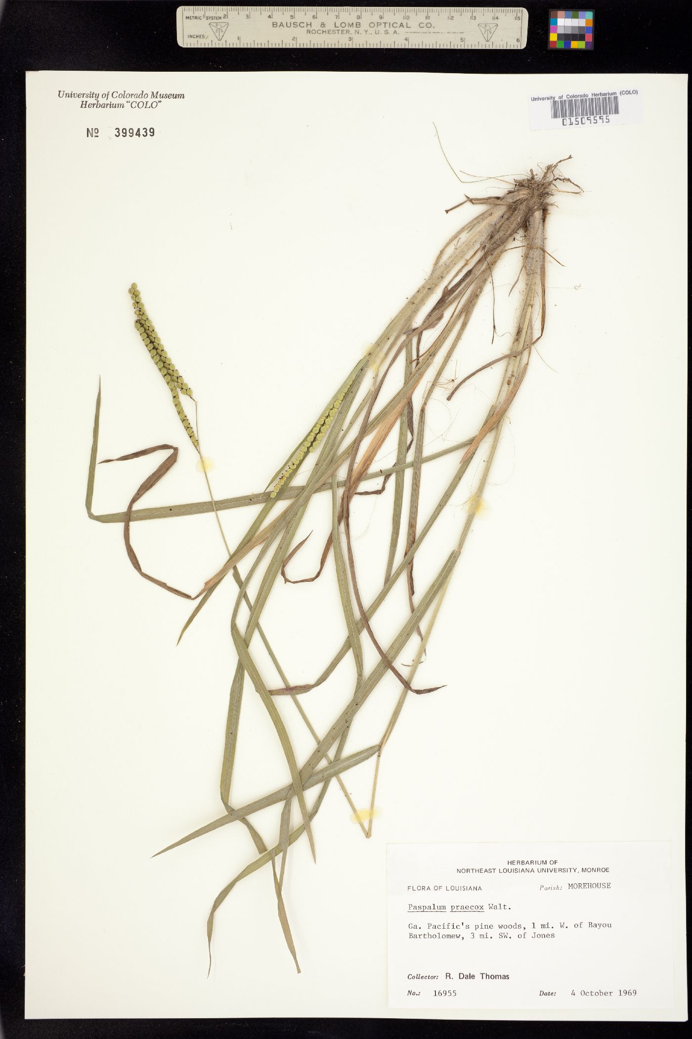 Paspalum praecox image