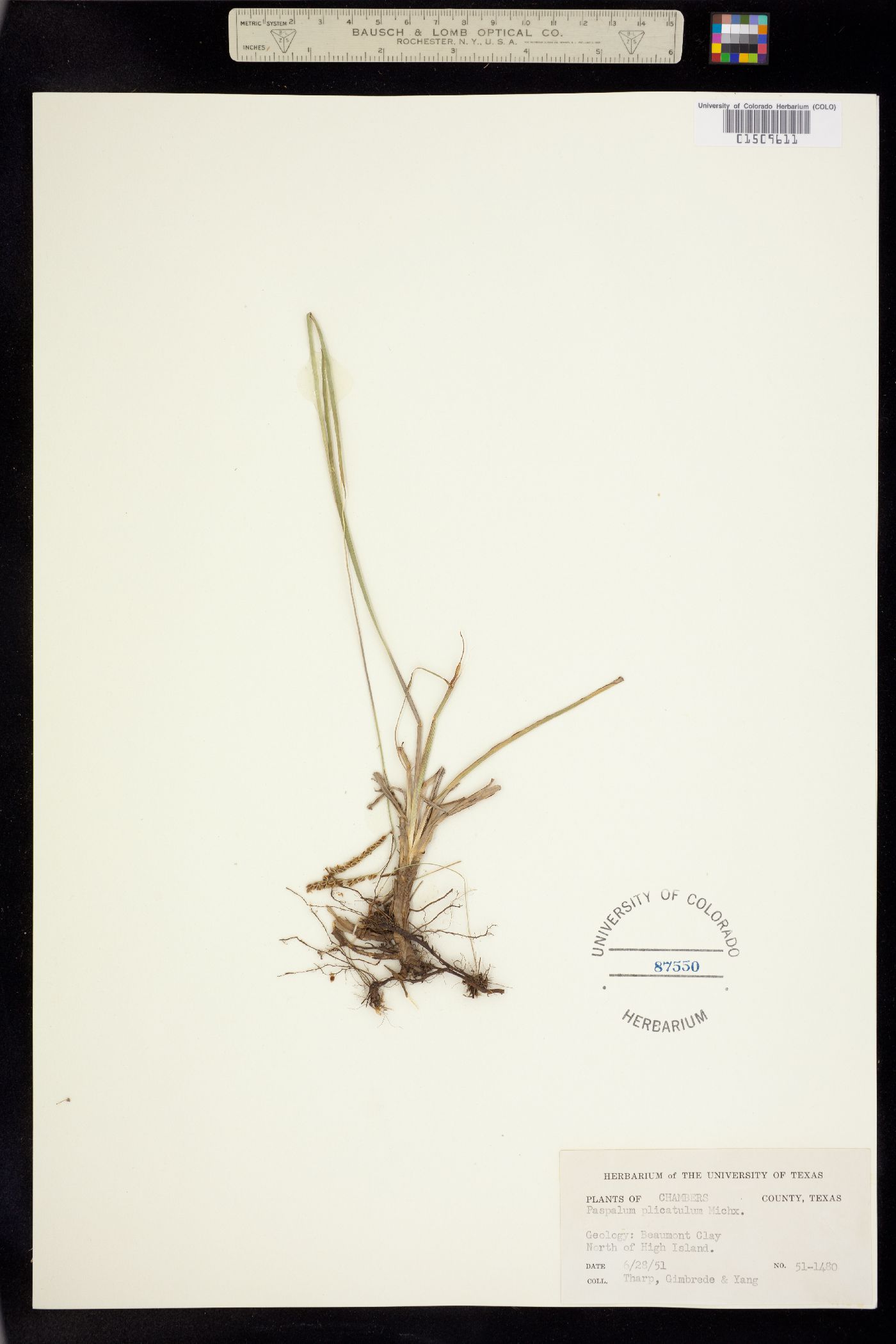 Paspalum plicatulum image