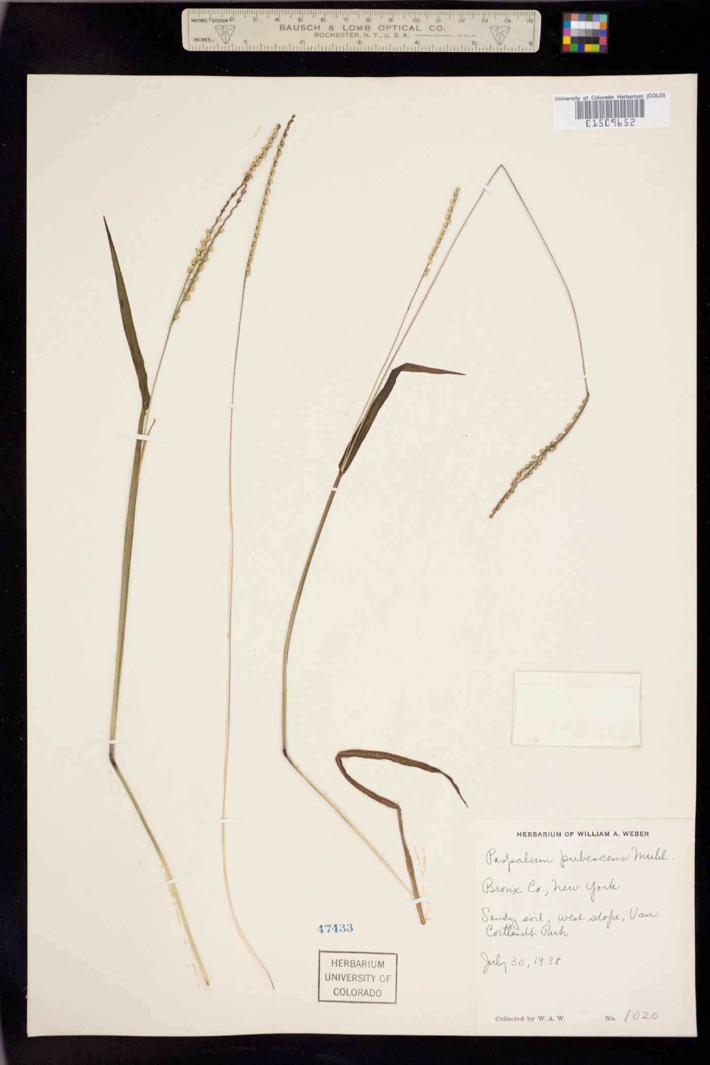 Paspalum pubescens image