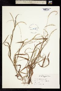 Paspalum longipedunculatum image