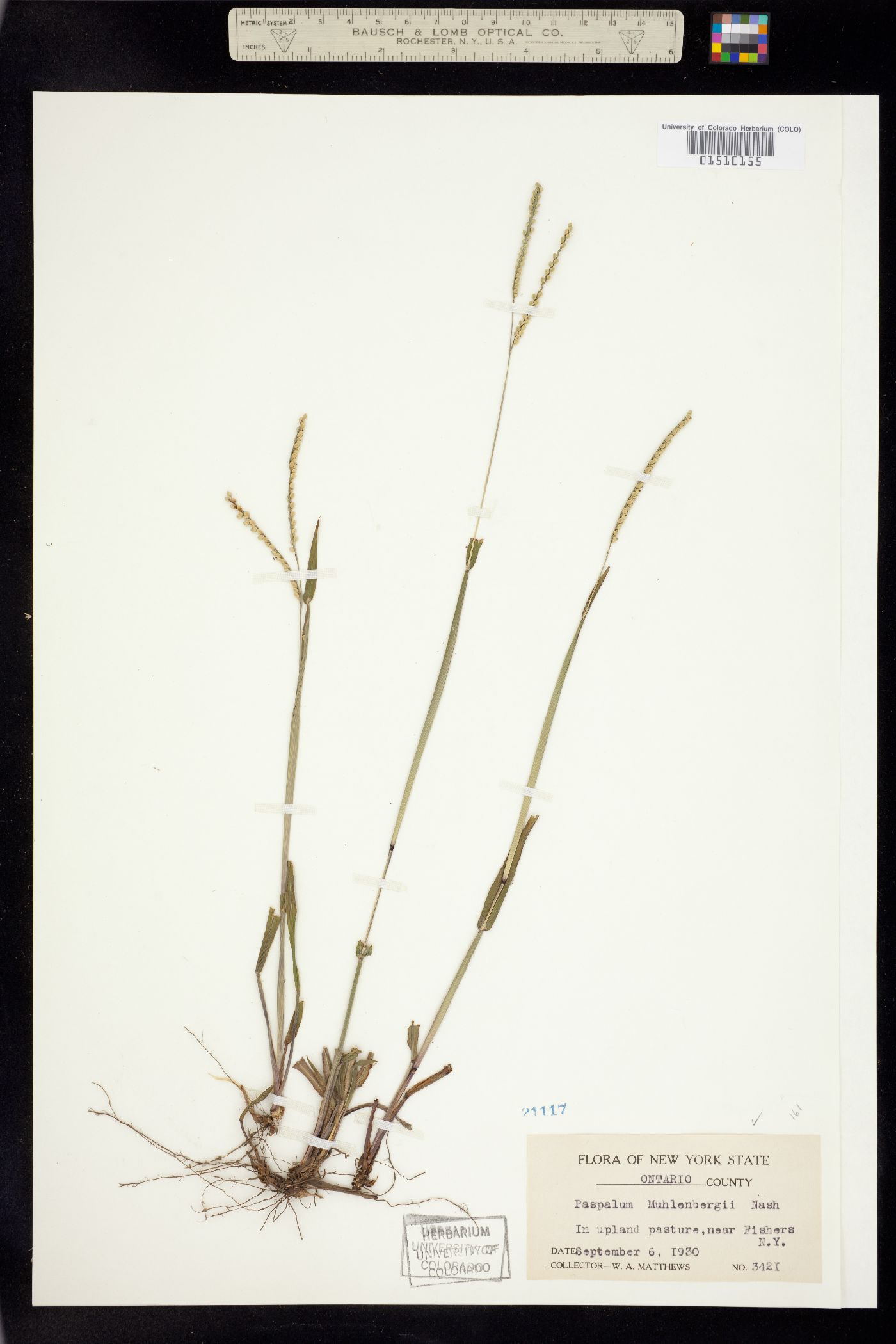 Paspalum setaceum var. muhlenbergii image