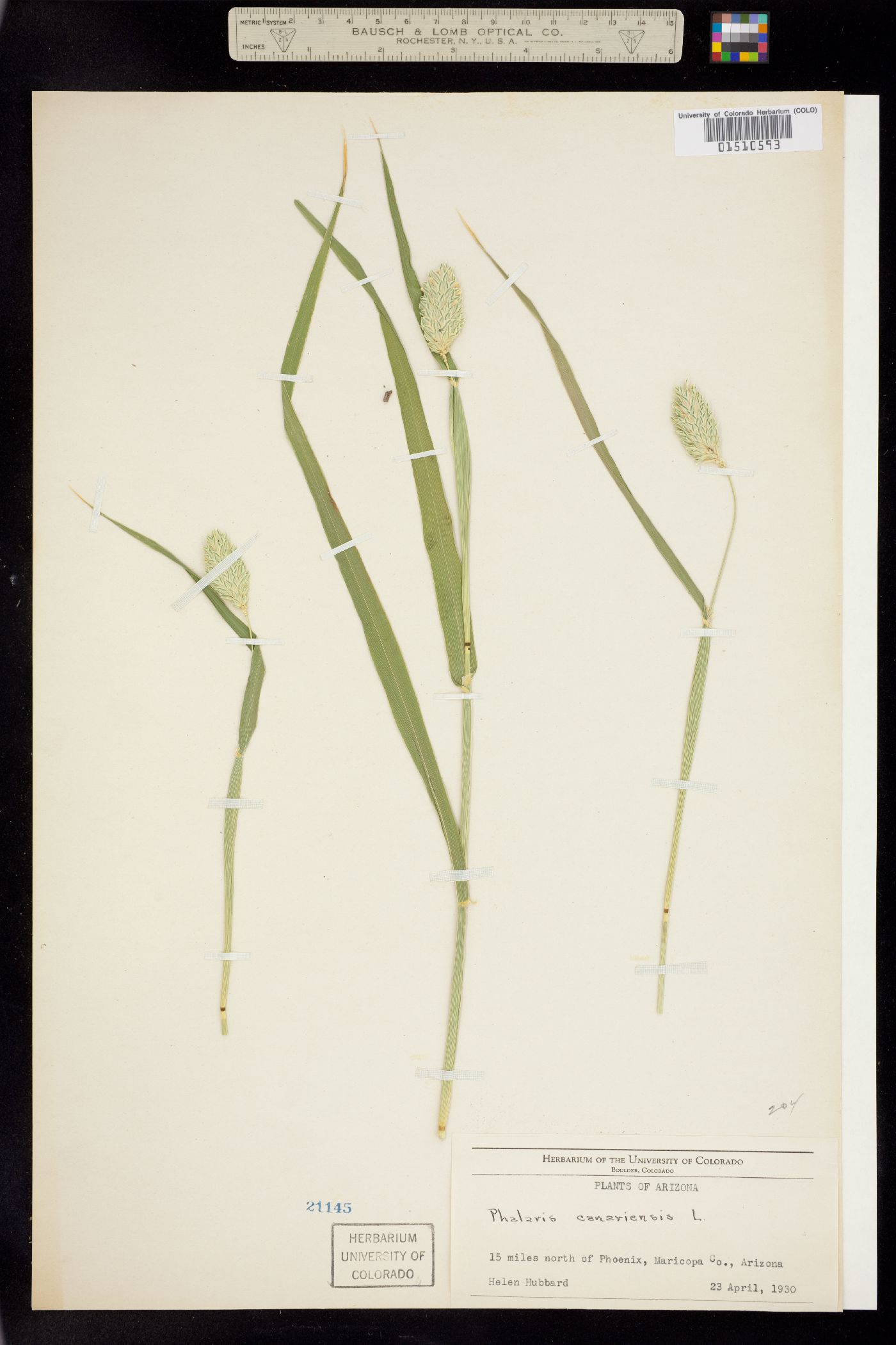 Phalaris canariensis image