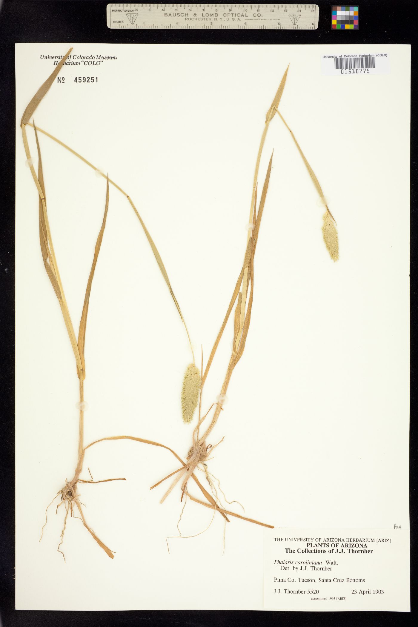 Phalaris caroliniana image