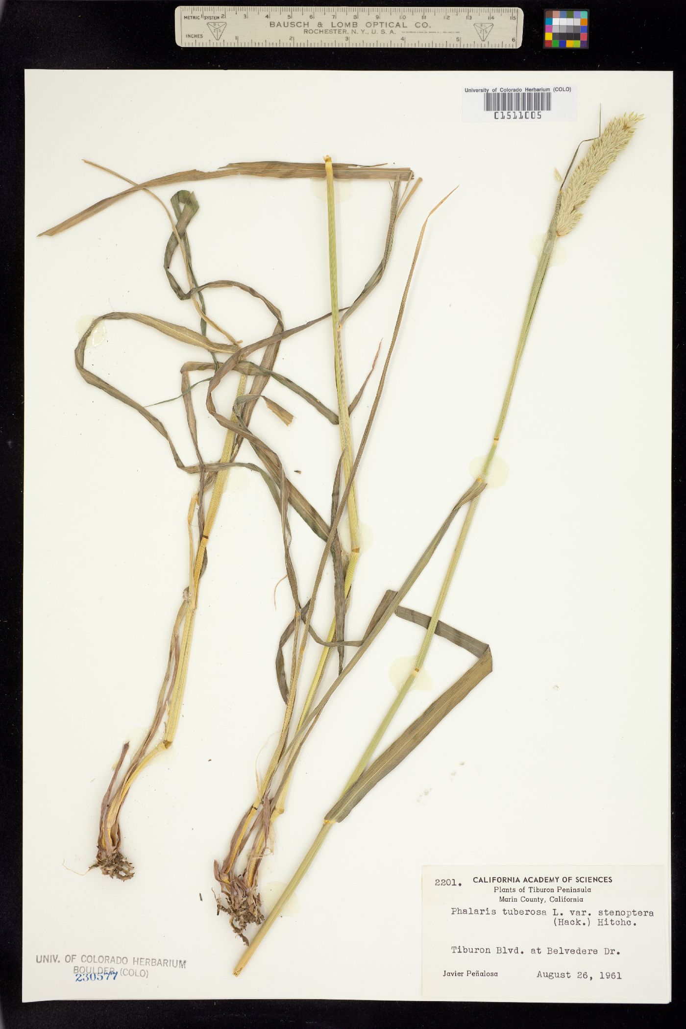 Phalaris tuberosa image