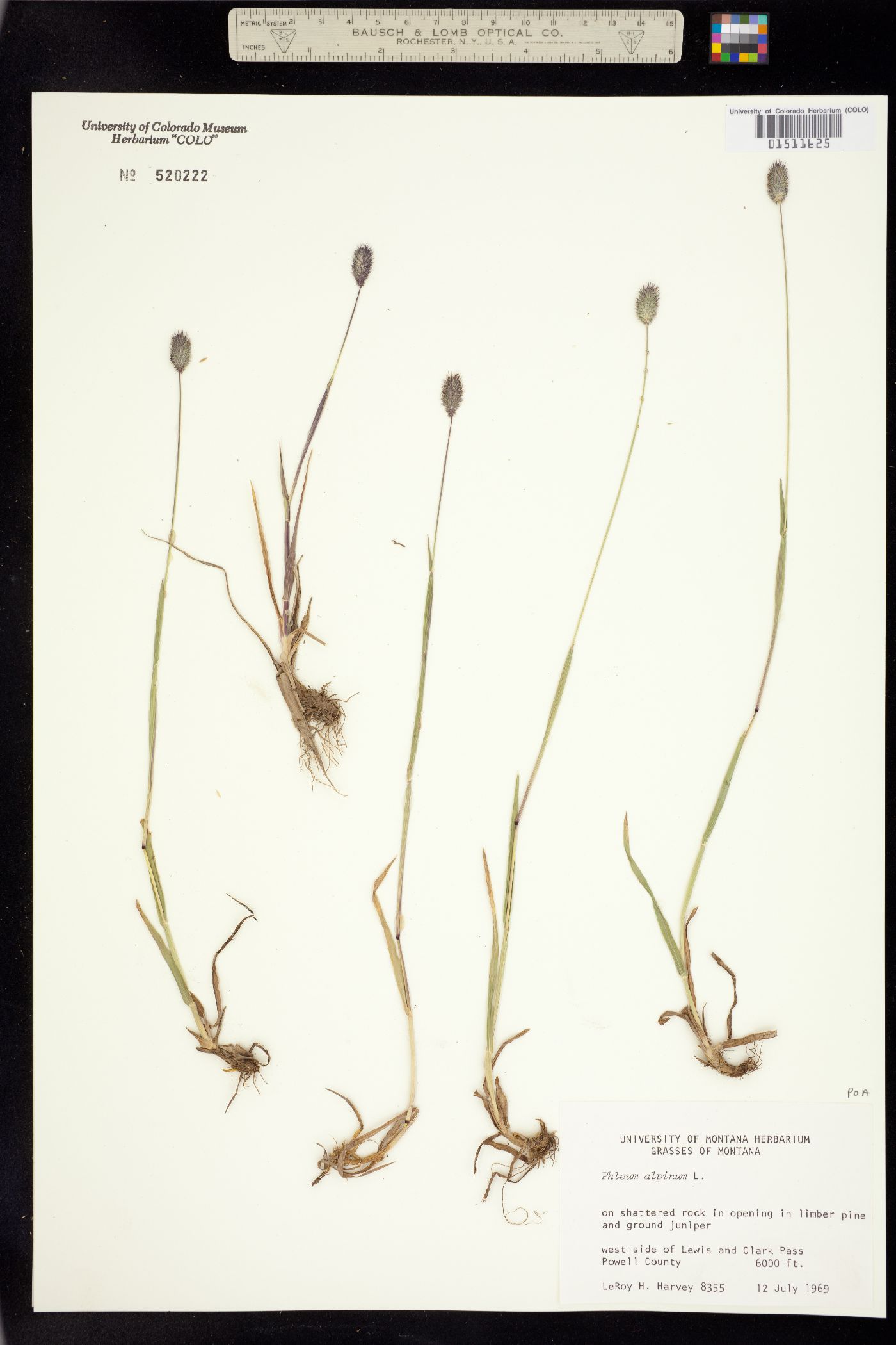 Phleum alpinum image