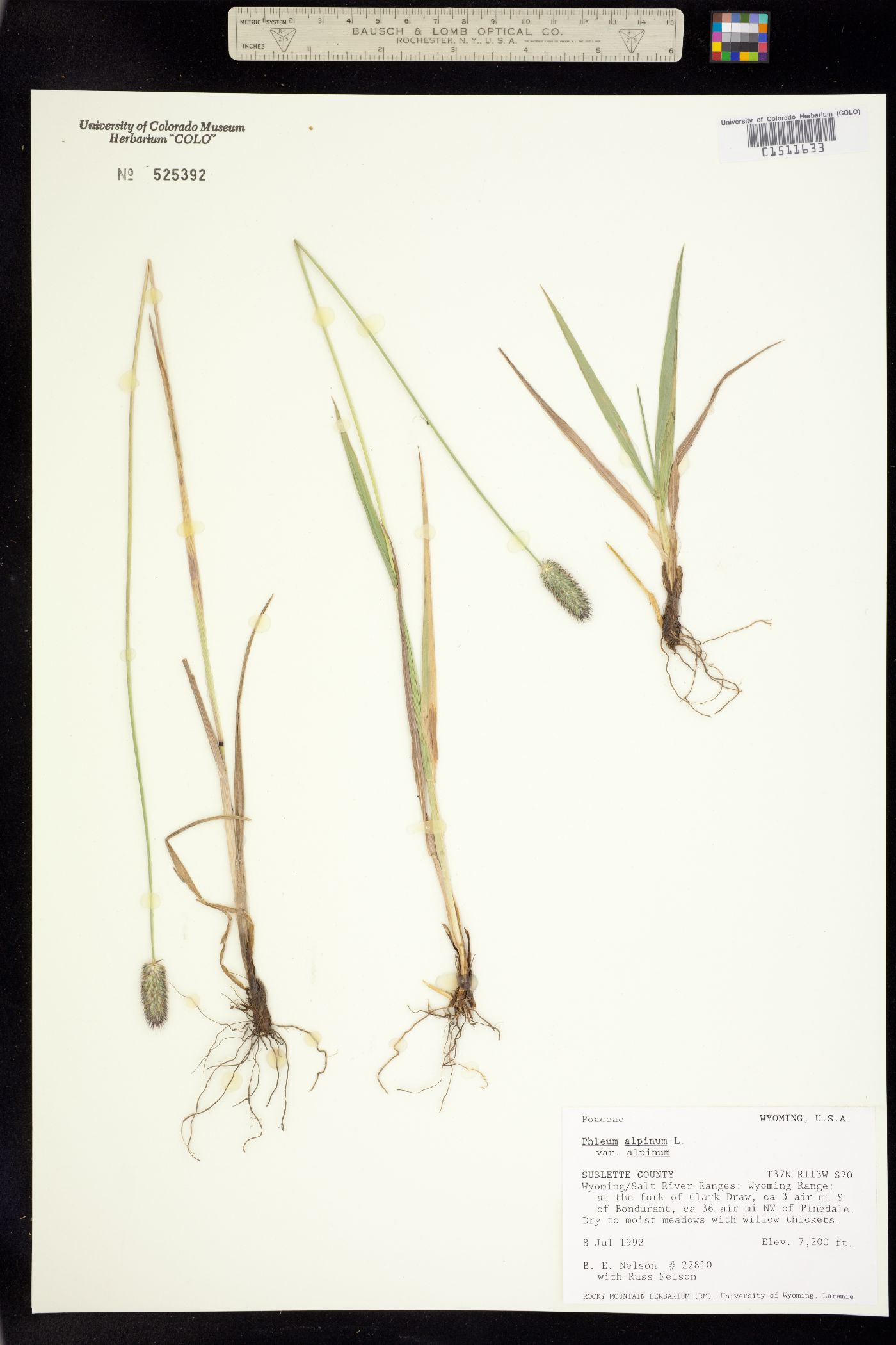 Phleum alpinum image