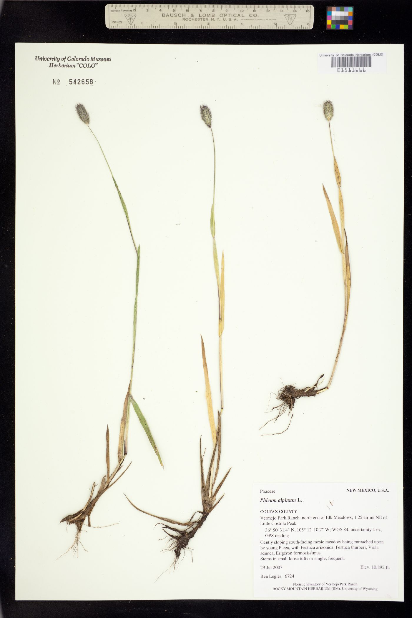 Phleum alpinum image