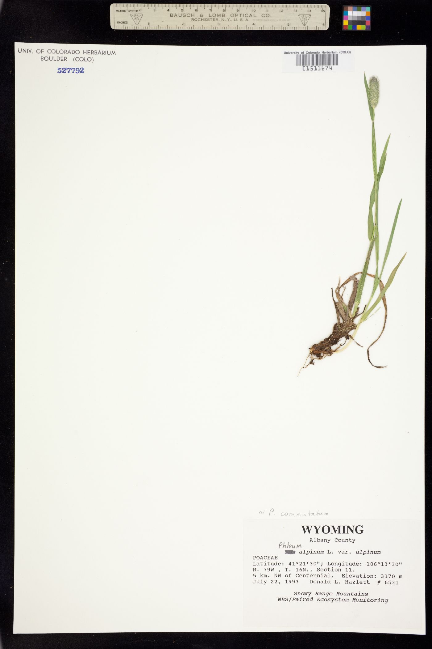 Phleum image