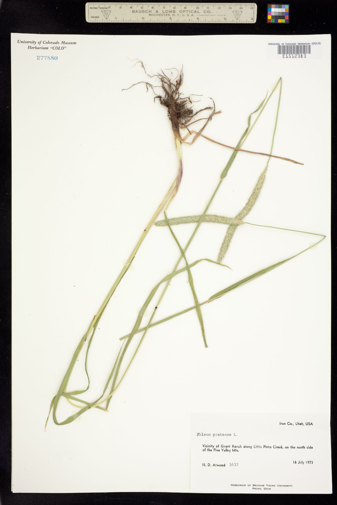 Phleum pratense image