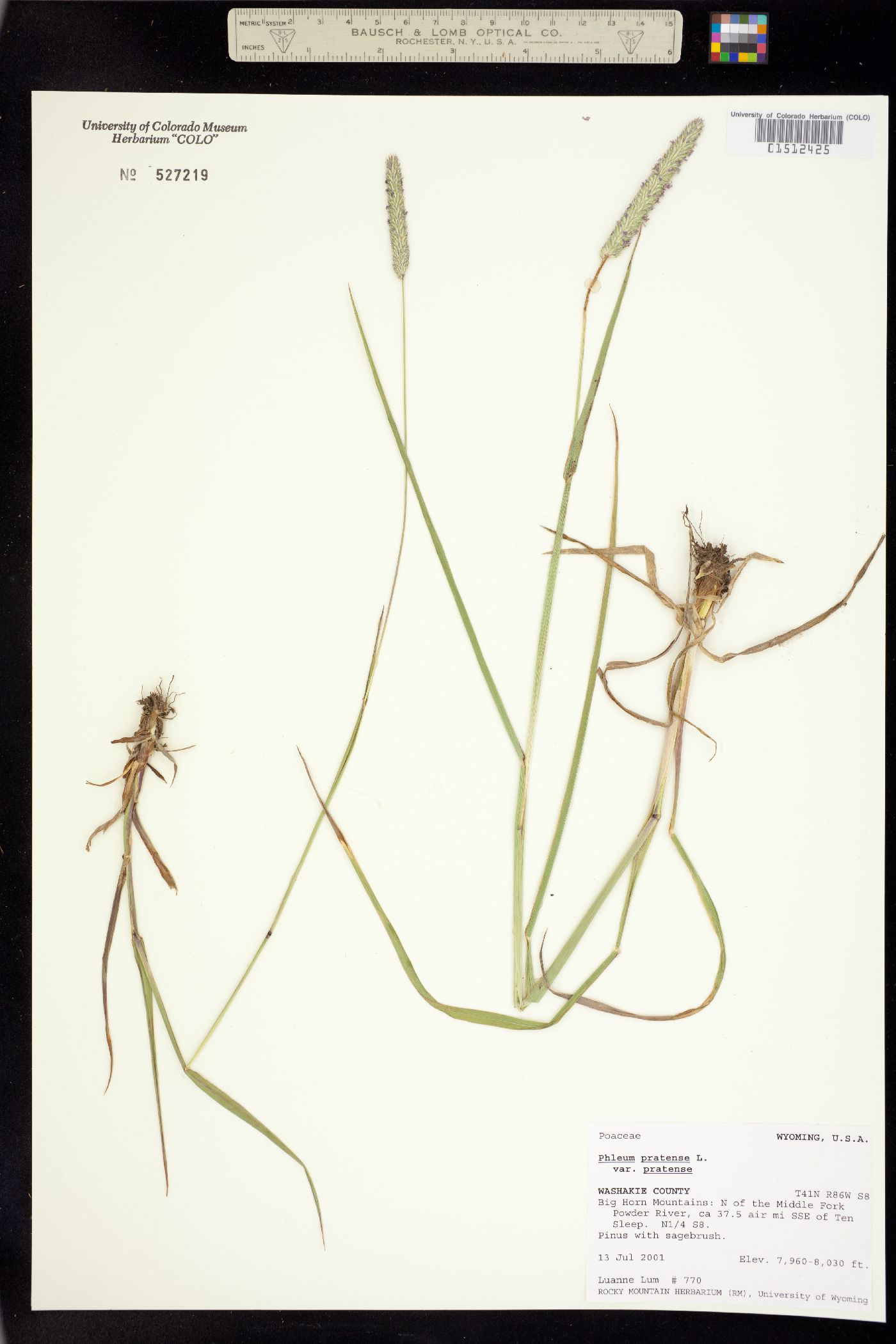 Phleum pratense ssp. pratense image