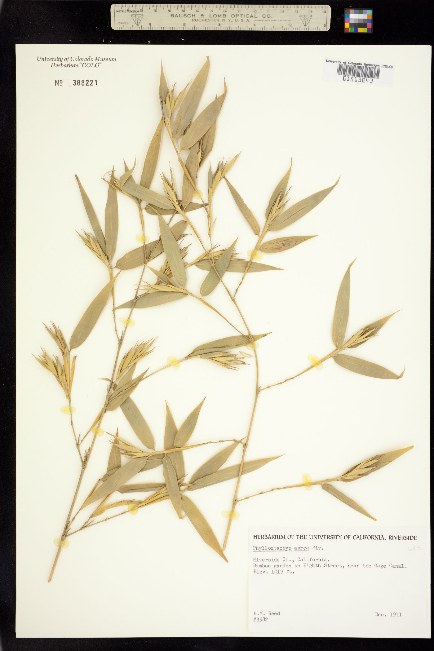 Phyllostachys image