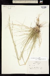 Piptochaetium avenaceum image