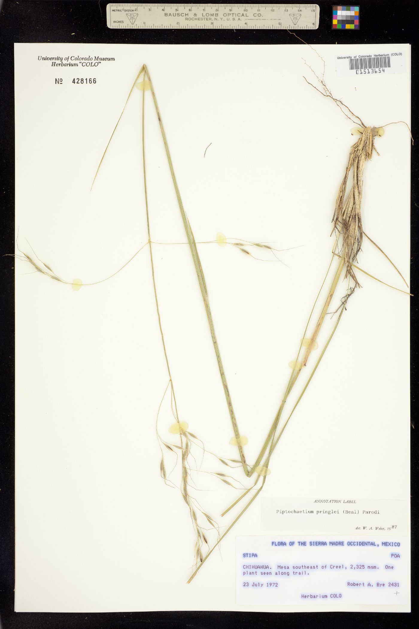 Piptochaetium pringlei image