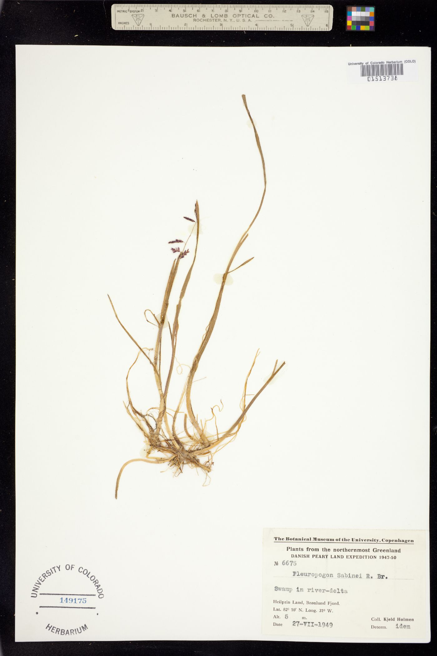 Pleuropogon sabinei image