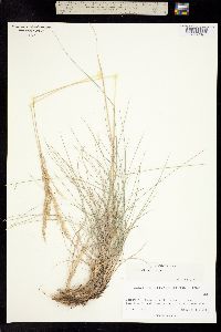 Poa fendleriana subsp. albescens image