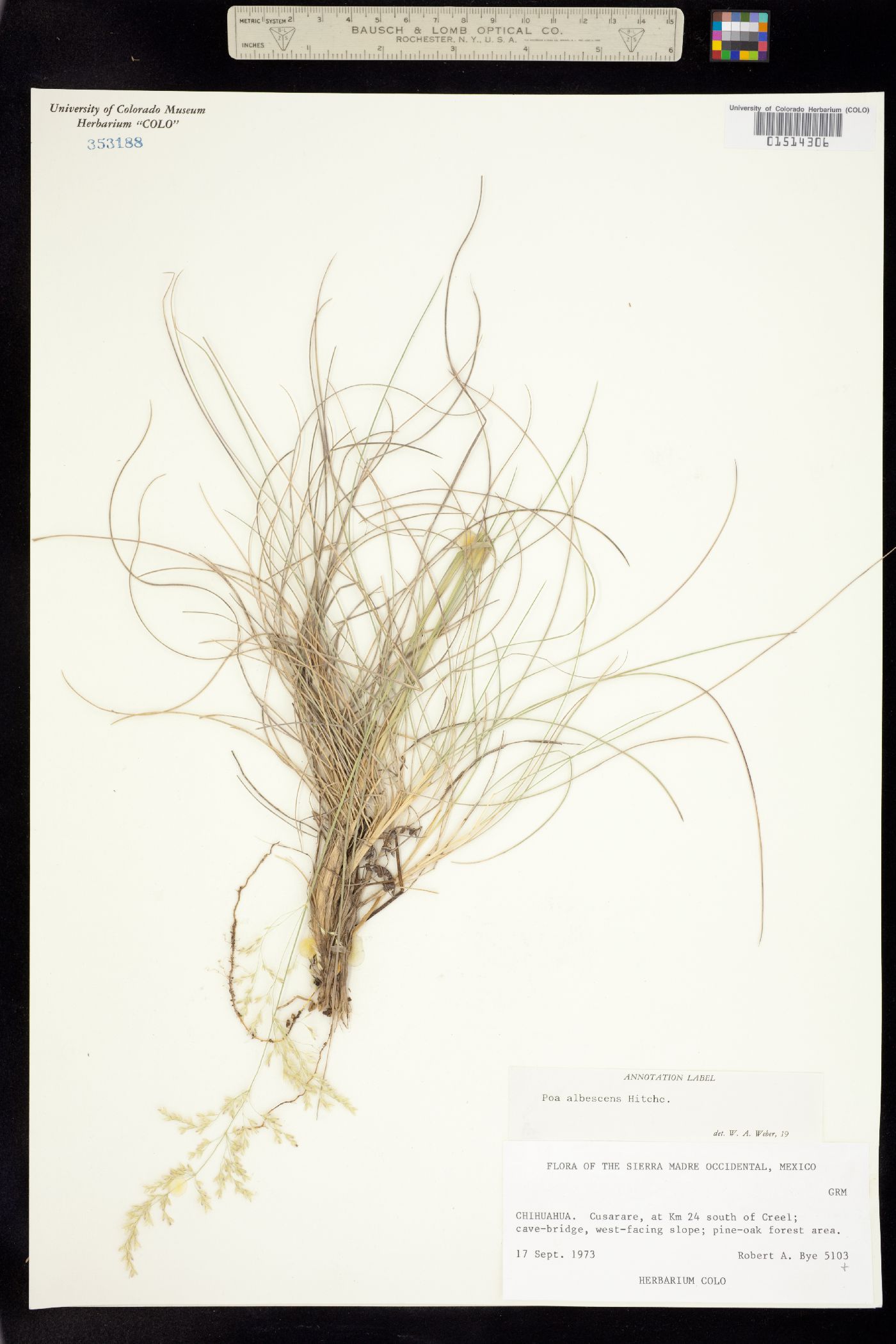 Poa fendleriana ssp. albescens image