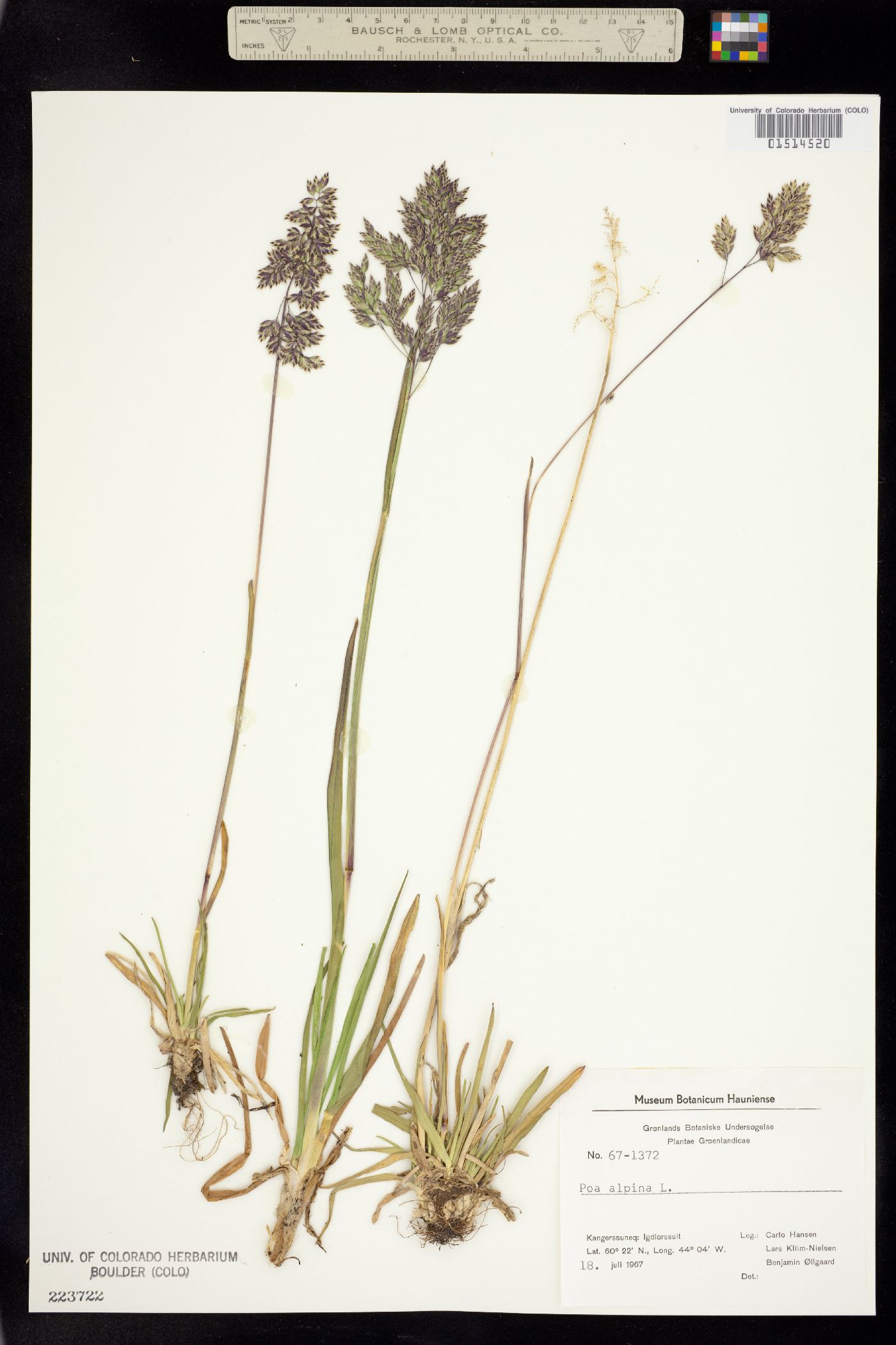 Poa alpina image