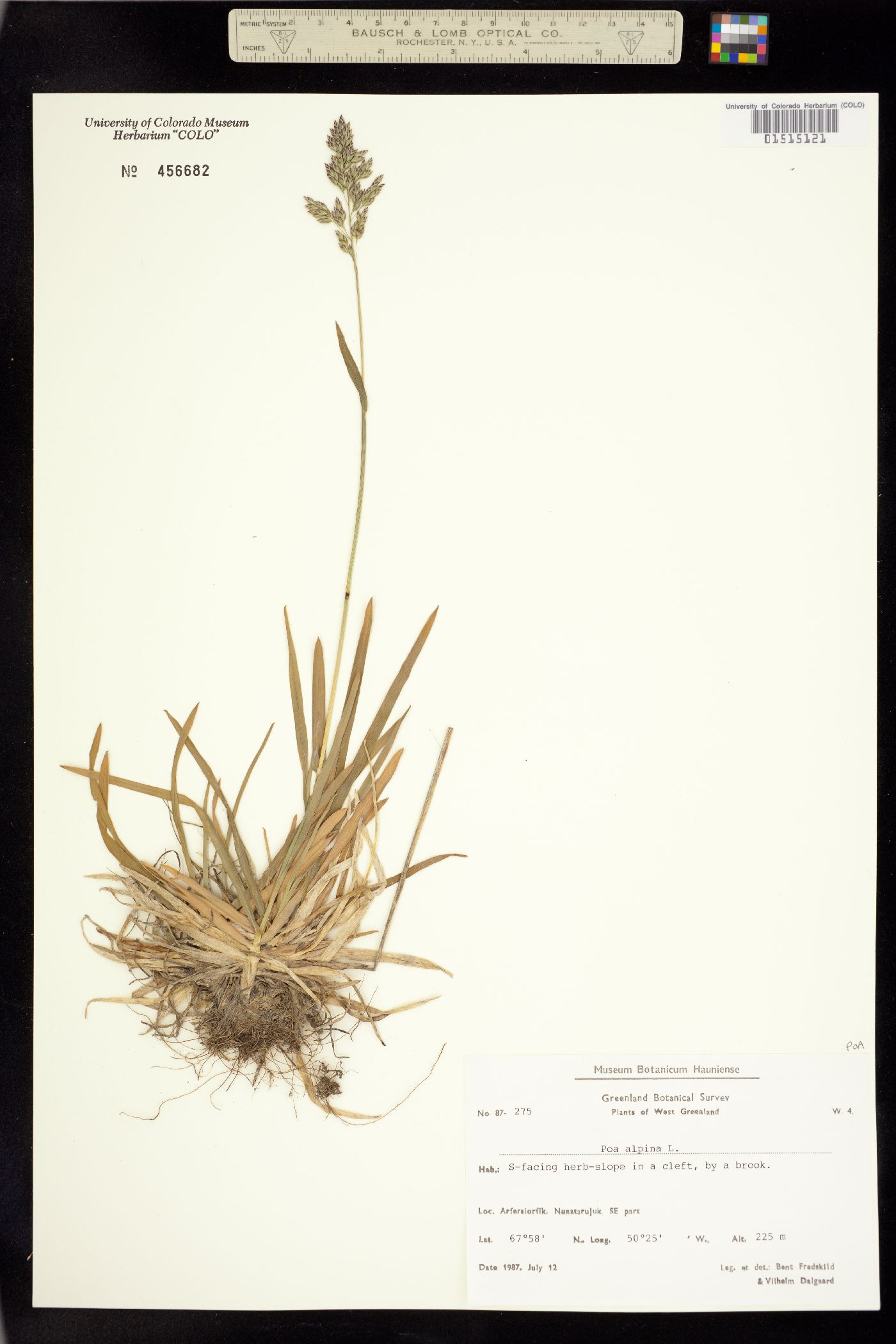 Poa alpina image