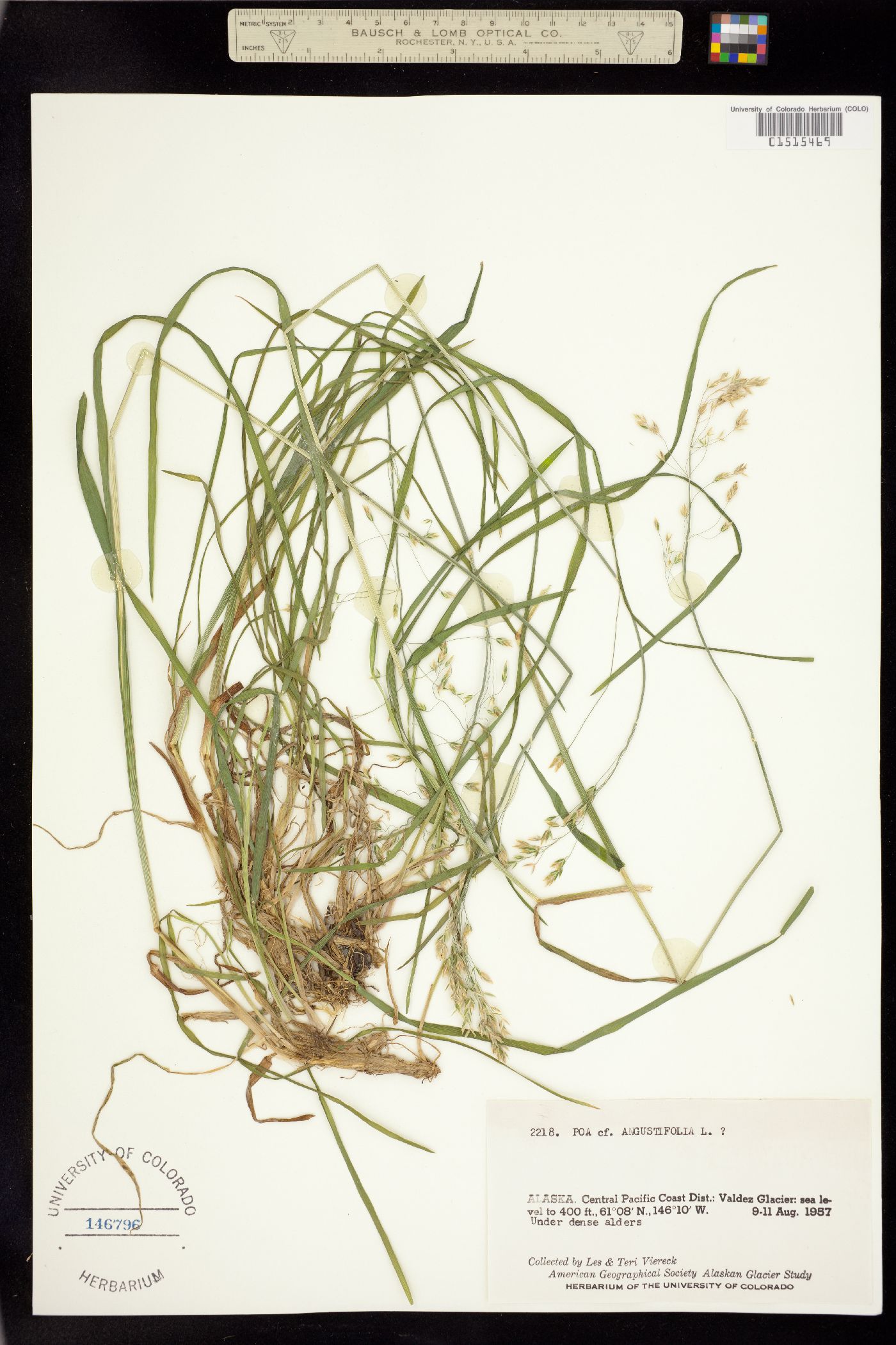 Poa angustifolia image