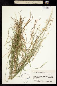 Image of Poa angustifolia