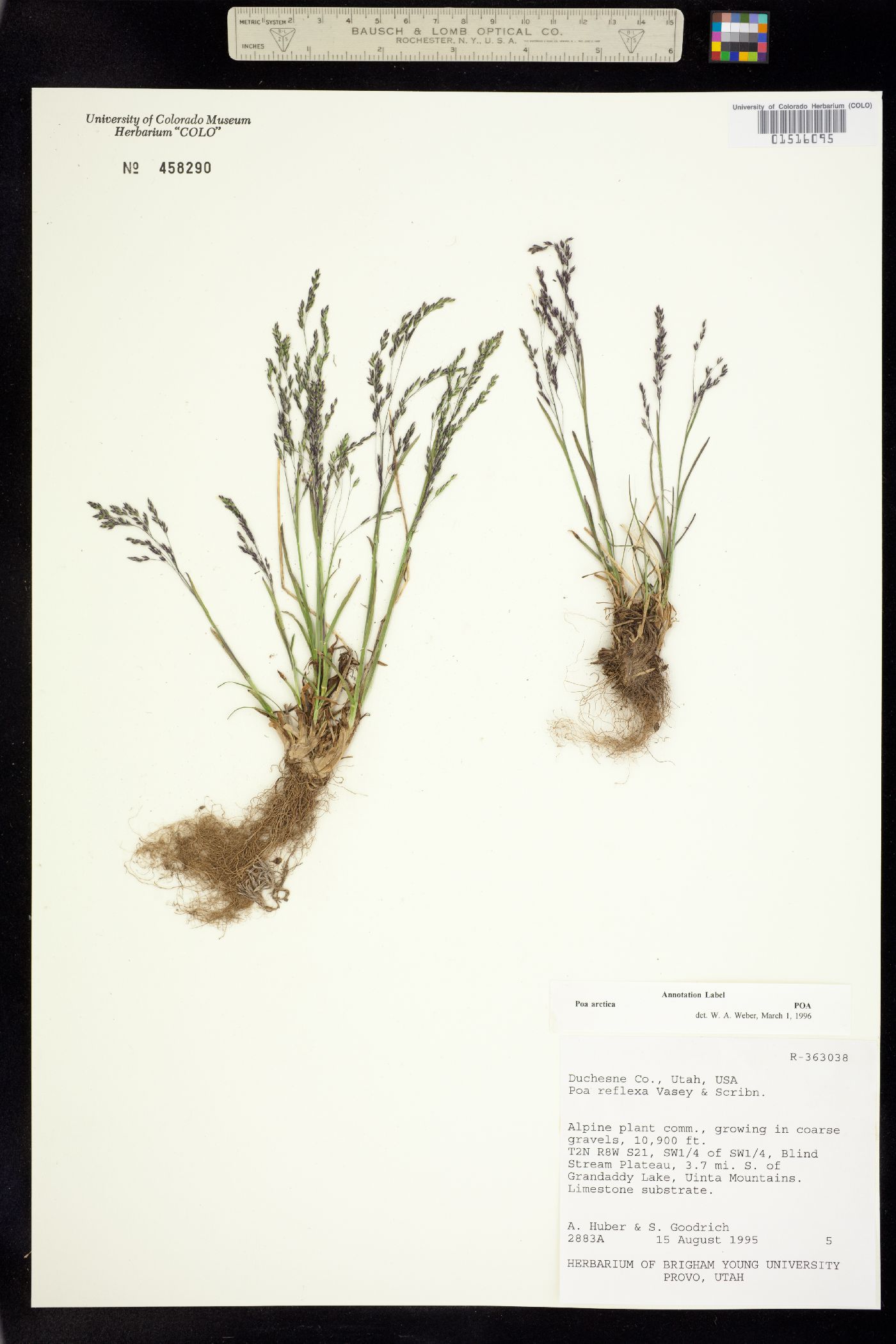 Poa arctica image