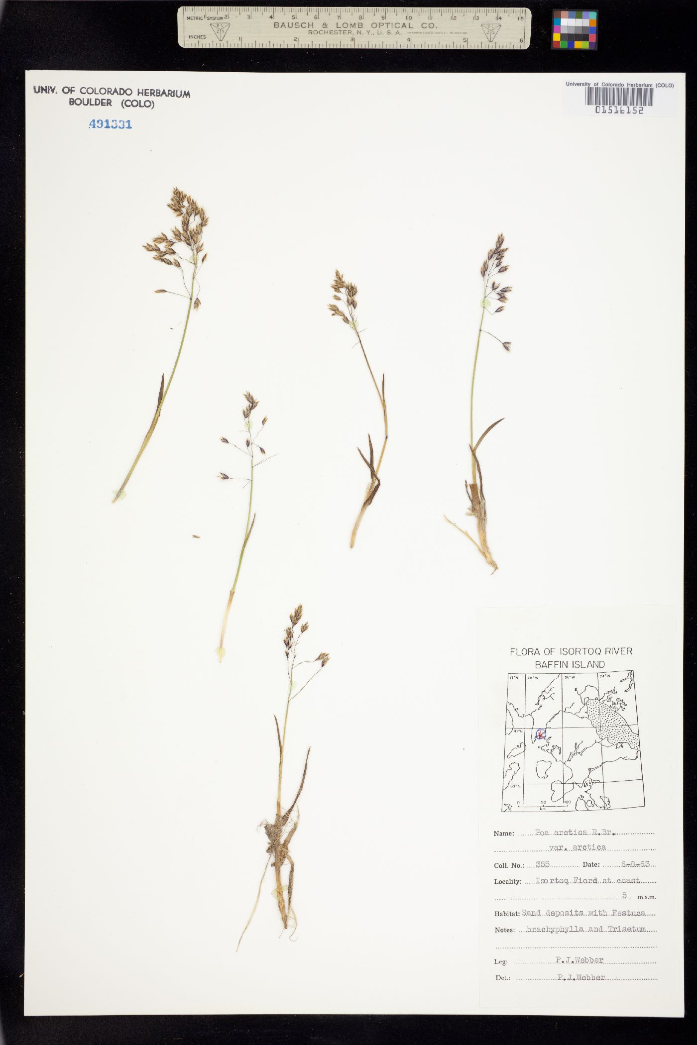 Poa arctica image