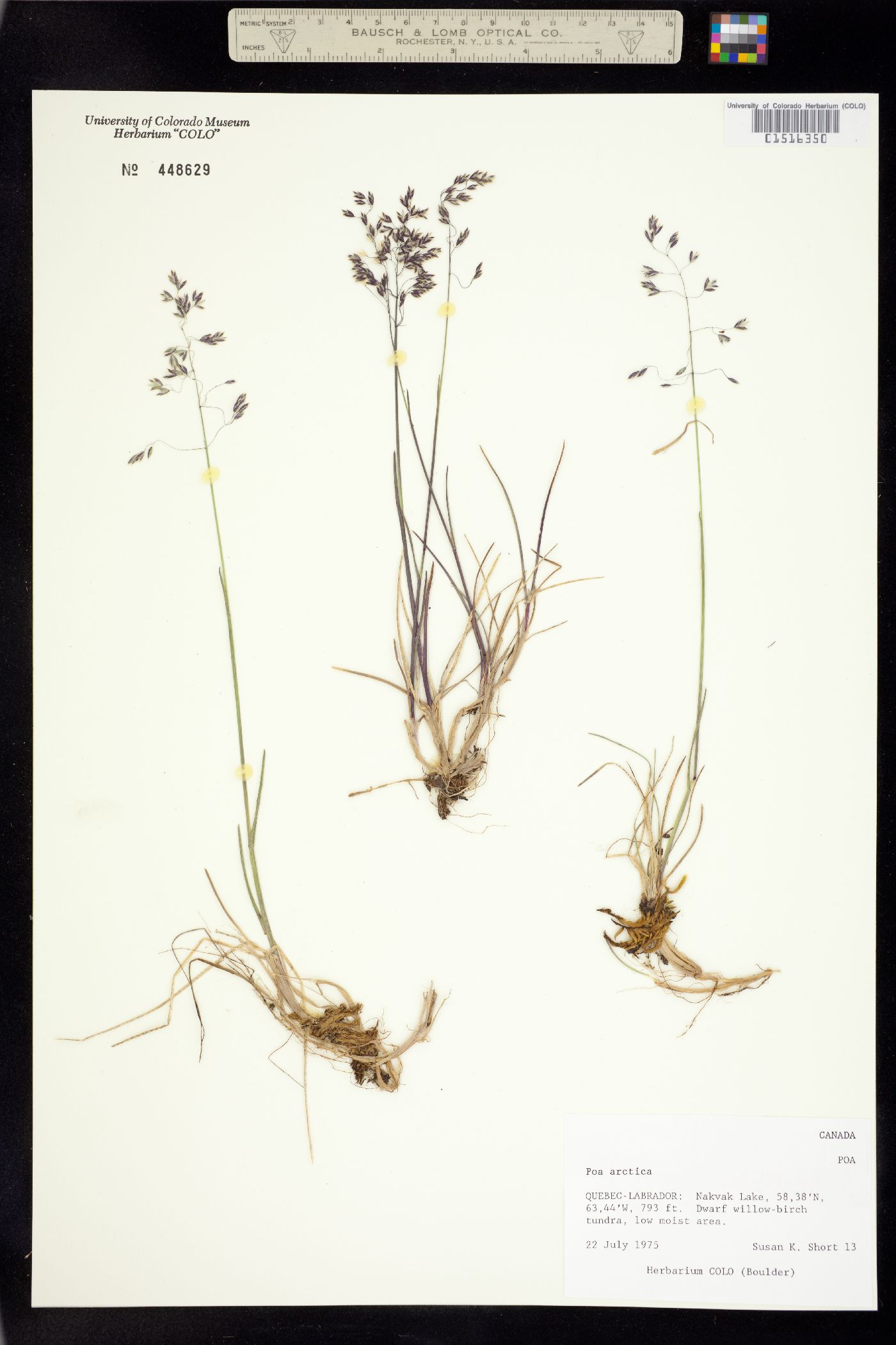 Poa arctica image