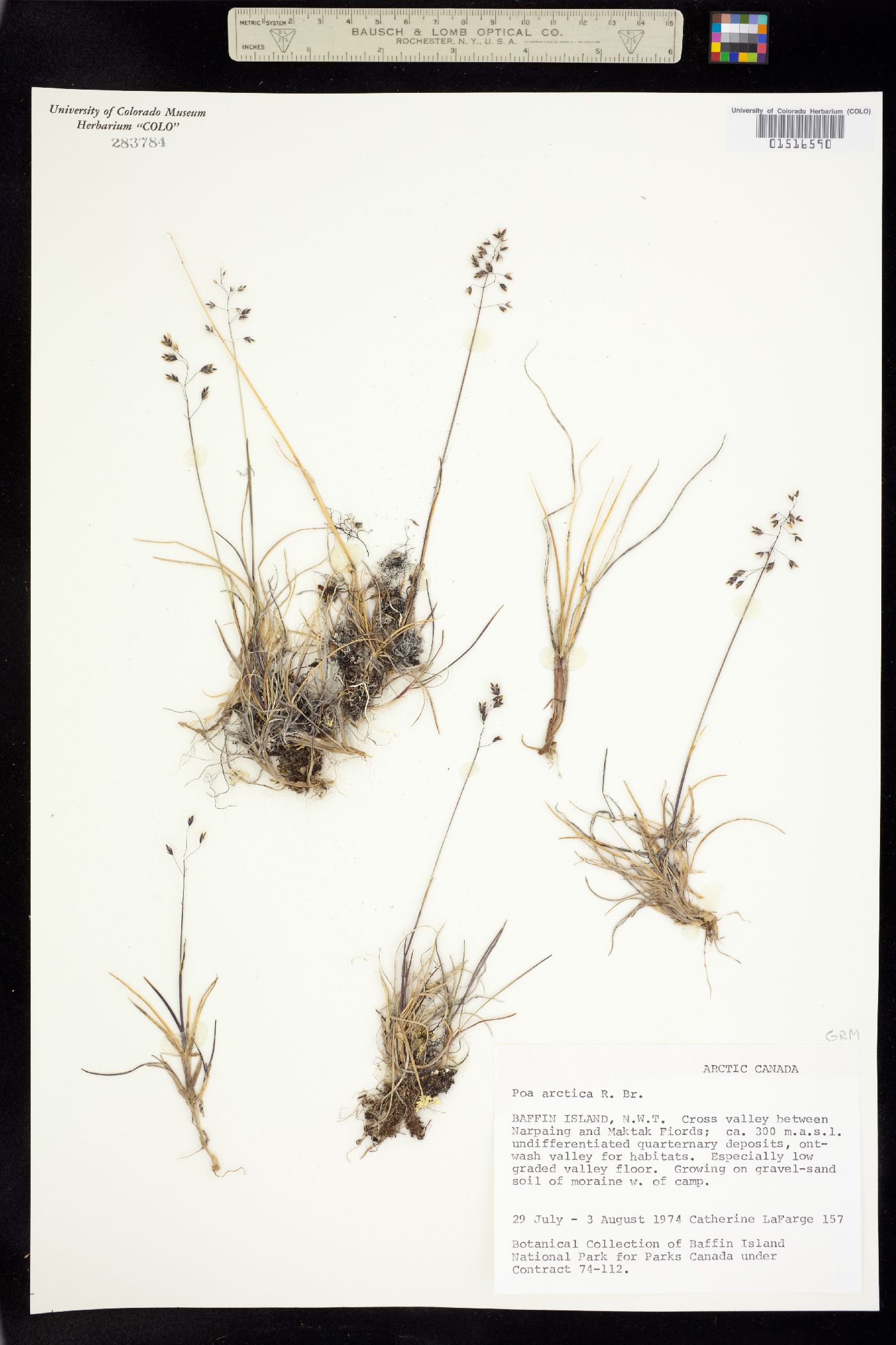 Poa arctica image